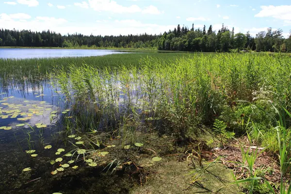 Büyük Rus göl ve yaz manzaraları.