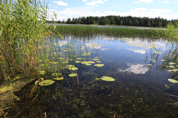 Büyük Rus göl ve yaz manzaraları.