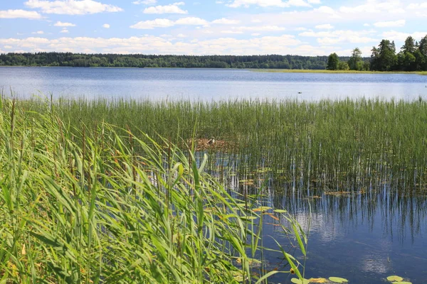 Büyük Rus göl ve yaz manzaraları.