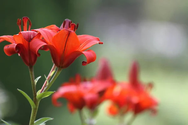 Schöne Blumen aus meinem Garten. — Stockfoto