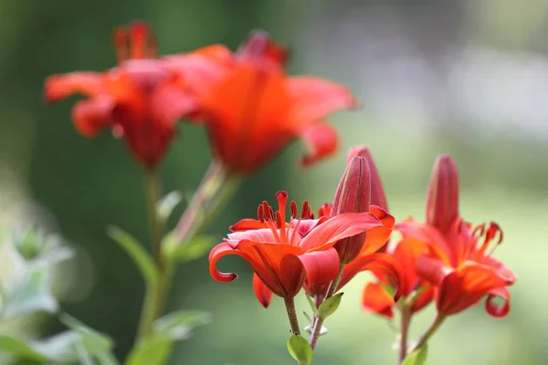 Benim bahçesinden güzel çiçekler.