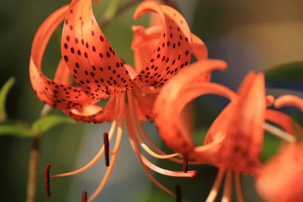 Benim bahçesinden güzel çiçekler.