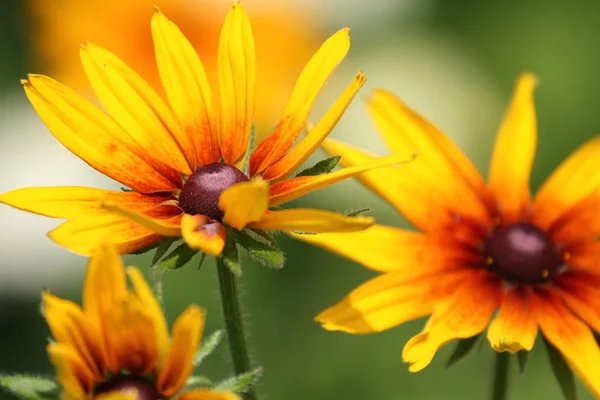 Benim bahçesinden güzel çiçekler.