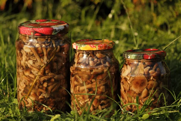 Kutular, Marine mantar