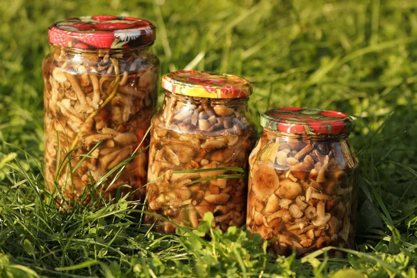 Kutular, Marine mantar