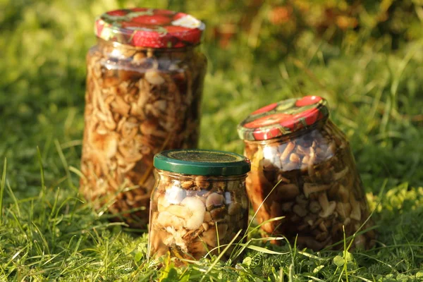 Kutular, Marine mantar