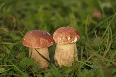 Kutular, Marine mantar