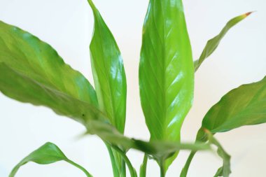 Güzel bayanlar, buket gül buket ciddi