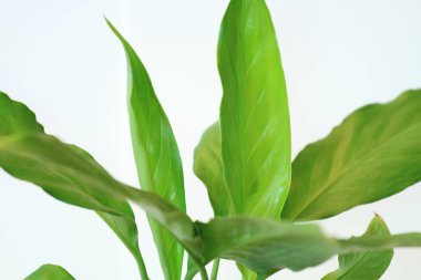 Güzel bayanlar, buket gül buket ciddi