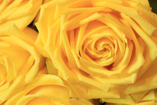 Güzel bayanlar, buket gül buket ciddi