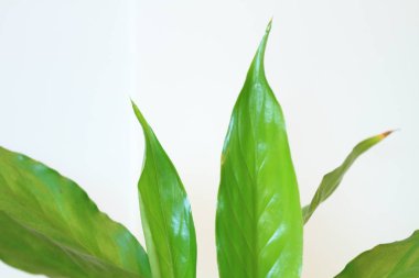 Güzel bayanlar, buket gül buket ciddi