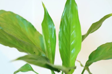 Güzel bayanlar, buket gül buket ciddi