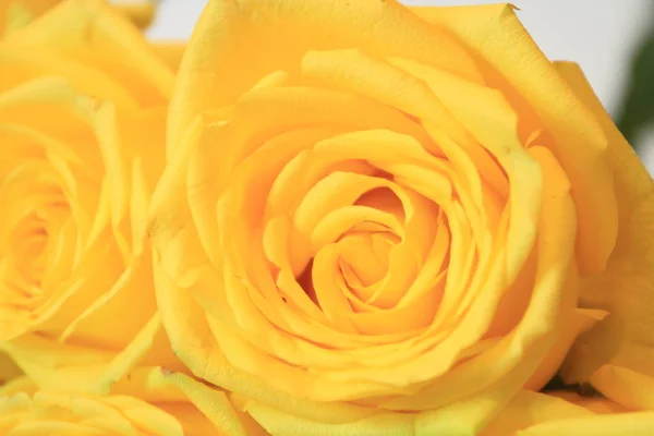 Güzel bayanlar, buket gül buket ciddi