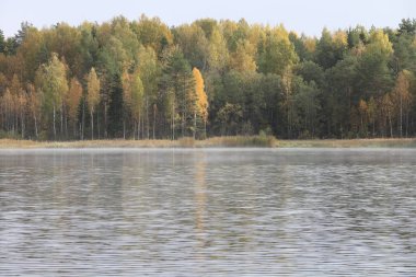 Sayısı büyük Gölü, su, orman, kıyı, ağaçlar