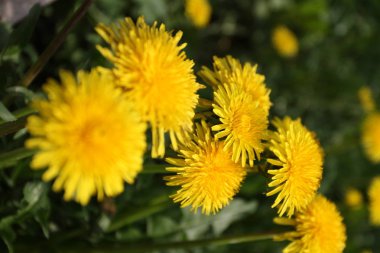 Güzel sarı çiçekler, karahindiba yaz bahçesinde