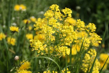 Güzel sarı çiçekler, karahindiba yaz bahçesinde