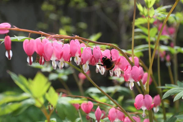Pink flowers - broken heart with bumblebee