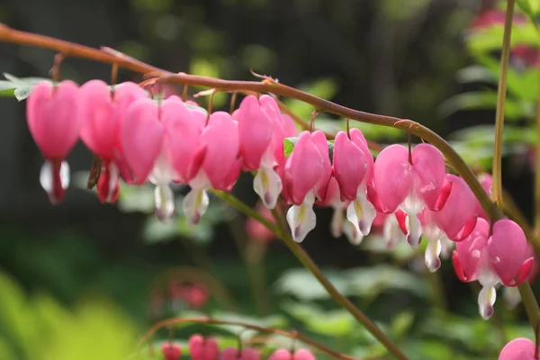 Pembe çiçekler - kırık kalp ile bumblebee