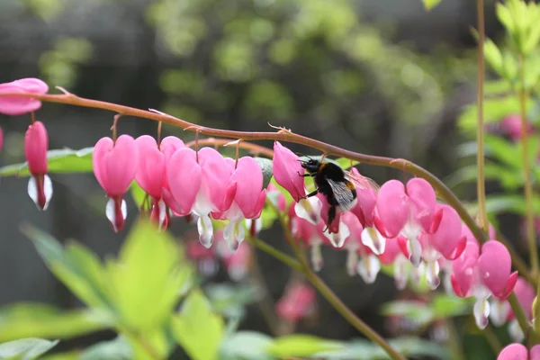 Pink flowers - broken heart with bumblebee