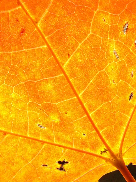  arka plan sonbahar akçaağaç yaprakları