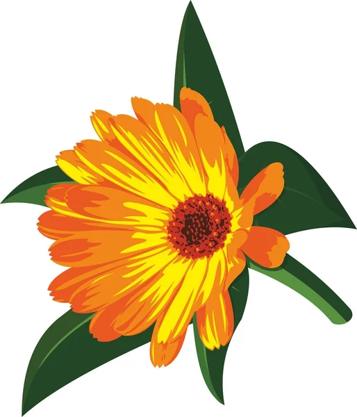 Vector oranje bloem — Stockvector