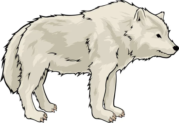 漫画の白い背景の上の孤立した美しい白いオオカミ — ストックベクタ