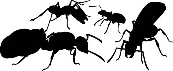 Τέσσερις Μαύρες Σιλουέτες Των Μυρμηγκιών Λευκό Φόντο — Διανυσματικό Αρχείο