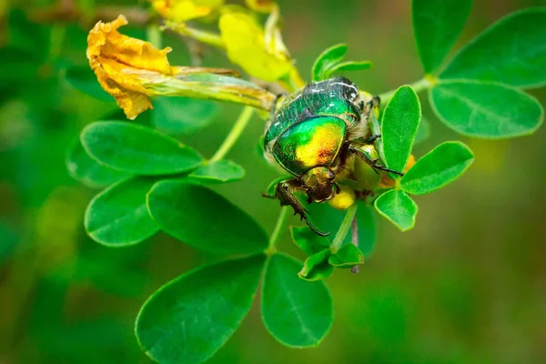 Green big beetle
