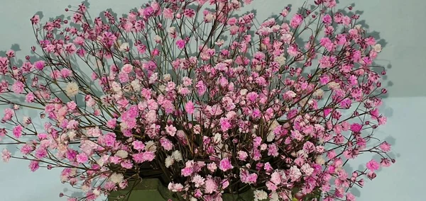 Gyönyörű Élénk Gyönyörű Rózsaszín Virágok — Stock Fotó