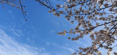 Çevremizde güzel ve muhteşem bir manzara.