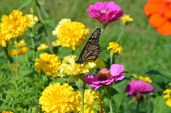 Monarch Kelebek yaz bahçesinde