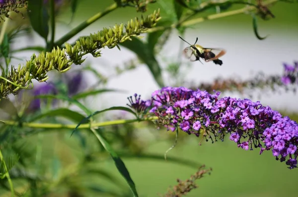 Bee on a Summer Wildflower — Stock Photo, Image