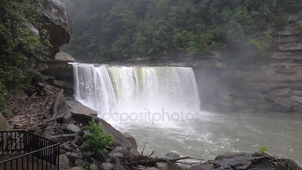 Cascate nella foresta — Video Stock