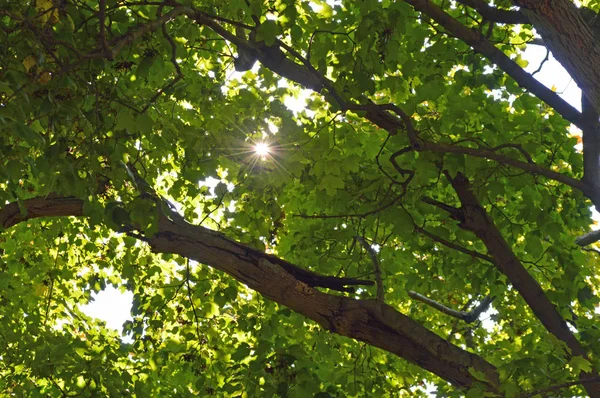 Strahlende Sonne scheint durch die Blätter des Ahornbaums — Stockfoto