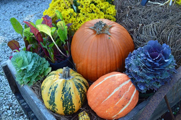 Arrangement Des Gourdes Décoratives Exposées — Photo