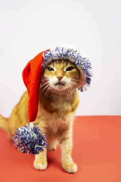 El gato rojo está mirando a la cámara. Fotos de gatos, ojos de gato , — Foto de Stock