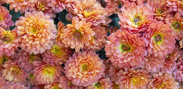 Blume im Garten an sonnigen Sommer- oder Frühlingstagen. Blume für die Postkarte — Stockfoto