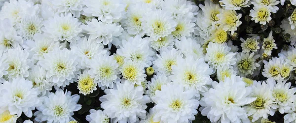 Weiße Gänseblümchenblümchen. Blume im Garten bei sonnigem Sommer oder Frühling — Stockfoto