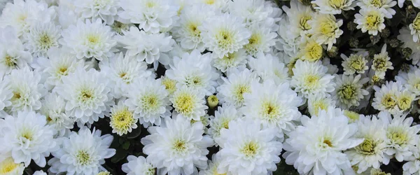 Weiße Gänseblümchenblümchen. Blume im Garten bei sonnigem Sommer oder Frühling — Stockfoto