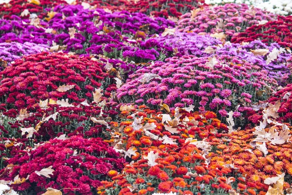 Rote Blume. Blume im Garten an sonnigen Sommer- oder Frühlingstagen. Strömung — Stockfoto