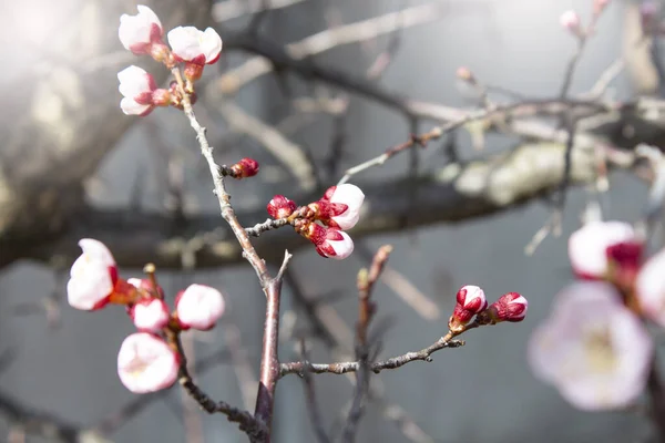 春花景观。 春花盛开。 花在... — 图库照片