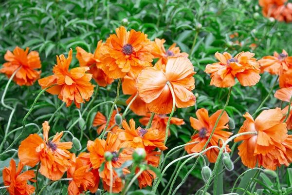 Rote Blume. Blume im Garten an sonnigen Sommer- oder Frühlingstagen. Strömung — Stockfoto
