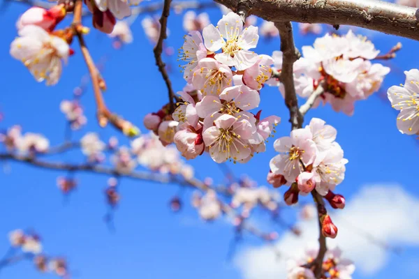 Paisaje de primavera. Primavera floreciendo flores de primavera contra —  Fotos de Stock