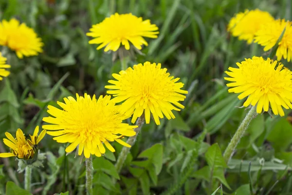 Fleur dans le jardin au soleil jour d'été ou de printemps. Fleur pour la poste — Photo