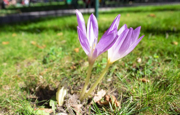 Colorful flower. Flower in garden at sunny summer or spring day.