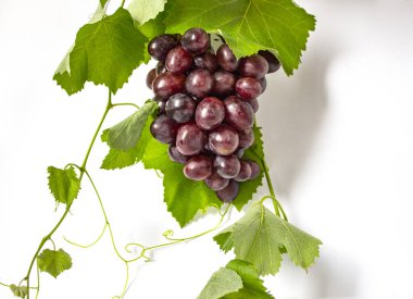 Ahşap bir arka planda taze olgun kırmızı üzümler. Eski üzümler. Kırmızı üzümler. Koyu üzüm, mavi üzüm, şarap üzümü. Banner 'ı izole et. Kopyalama alanı