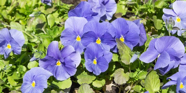 Flor Azul Flor Jardim Verão Ensolarado Dia Primavera Flor Para — Fotografia de Stock