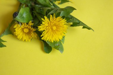 Bahar çiçeği manzarası. Bahar çiçeklerini mavi güneşli gökyüzüne karşı açıyor. Baharda sarı çiçekler. Sarı arka planda sarı çiçekler. Bahar. kopyalama alanı