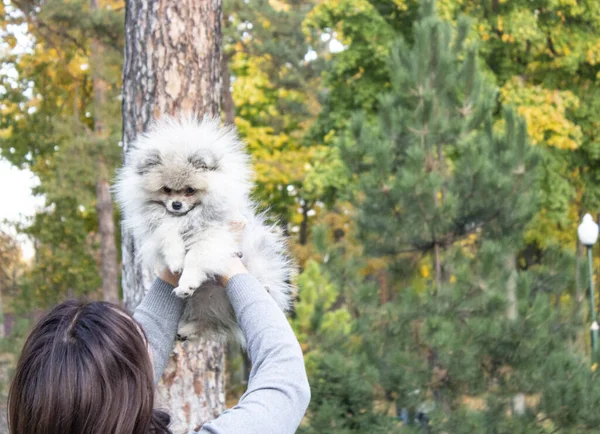 A small dog. Close up of a dog. Woman holds a dog. A small dog in the arms of a woman. A woman in a gray sweater raised her dog up. Spitz