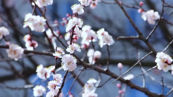 Lente Bloeiende Lente Bloemen Tegen Blauwe Zonnige Hemel Witte Bloemen — Stockvideo